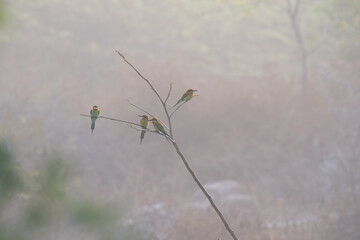 Four vibrant Bee eater birds, perched peacefully on a sparse, leafless branch against a soft, muted background.