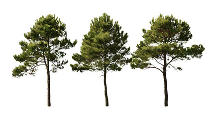 Set of Pinus radiata tree isolated png, Monterey pine, radiata pine, vector illustration, forest vegetation, coniferous plant, evergreen, nature landscape, botanical art. © aura studio