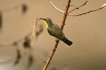 The beautiful Female Purple sunbird diligently gathers nesting material, holding fibrous plant matter in its long, slender beak. The background is well blurred dark backdrop.