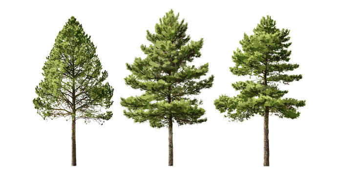 Pinus strobus white pine, Weymouth pine, northern white pine, soft pine isolated tree cutout, vector illustration, coniferous tree, woodland scenery, outdoor nature, ecology.
