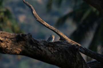 A vibrant Spotted owlet perched on dry weathered branch with blurred background.