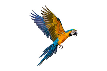 Blue and yellow macaw flying isolated on transparent background