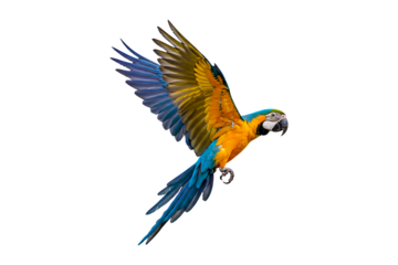 Blue and yellow macaw flying isolated on transparent background