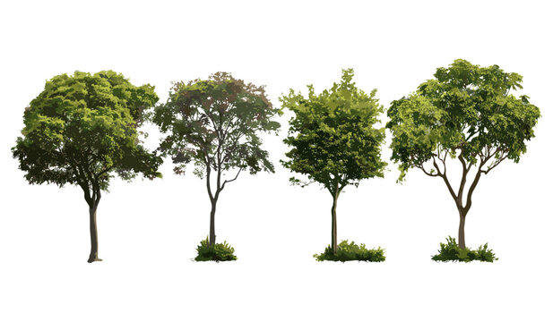 Pithecellobium dulce tree, Manila tamarind, Madras thorn, monkeypod tree, camachile street trees isolated cutout, vector illustration, tropical urban greenery, exotic tree species.