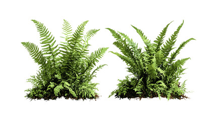 Soft shield fern Polystichum setiferum with Matteuccia struthiopteris, garden fern leaves, wild forest plants, natural greenery, floral decoration vector illustration. © aura studio