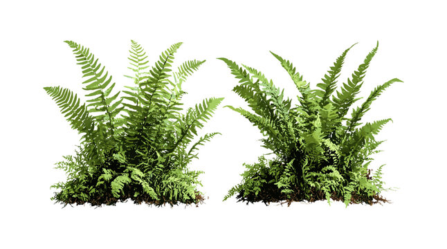 Soft shield fern Polystichum setiferum with Matteuccia struthiopteris, garden fern leaves, wild forest plants, natural greenery, floral decoration vector illustration.