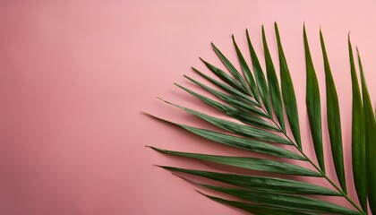 Fototapeta premium palm leaf on the pink background