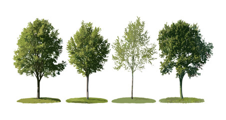 Set of Populus tomentosa and Populus nigra black poplar trees isolated cutout vector illustration, natural forestry, deciduous plants, garden landscaping, tree silhouette.