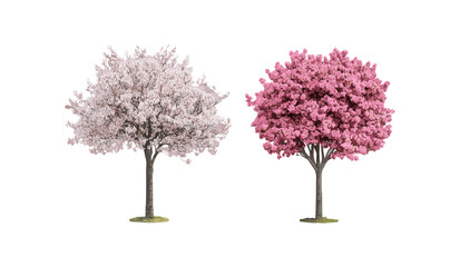 Fototapeta premium Frontal view of Prunus cerasifera and Prunus persica blossoming street trees isolated cutout, vector illustration, urban landscaping, flowering ornamental trees.