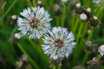 Two fluffy dandelions stand among the green grass, ready to scatter with the slightest breath of wind. Their white parachutes gently stand out against the lush green background.