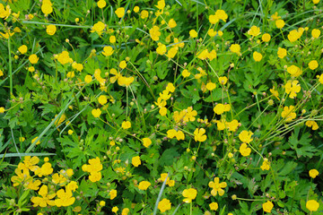 A green carpet of bright yellow flowers densely covers the ground. Delicate petals unfold among lush leaves, creating a sense of freshness and warmth.