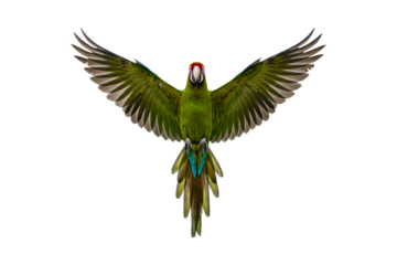 Red-lored parrot isolated on transparent background