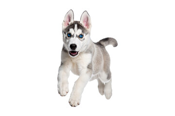 Siberian husky isolated on transparent background, dog puppy png