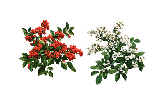 Pyracantha coccinea and Clethra alnifolia, Scarlet firethorn and Coastal sweetpepperbush, isolated png, vector illustration, decorative shrubs, garden landscaping, natural foliage.