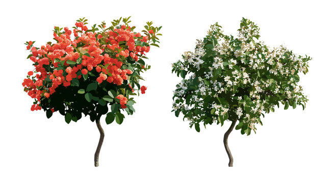 Set of Scarlet firethorn and Coastal sweetpepperbush, Pyracantha coccinea, Clethra alnifolia, isolated cutout, vector illustration, garden plants, flowering shrubs, botanical design.