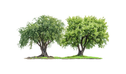 Swamp chestnut oak tree Quercus michauxii isolated cutout in sunny daylight, coastal plain willow Salix caroliniana, vector illustration, forest flora, native tree species. © aura studio