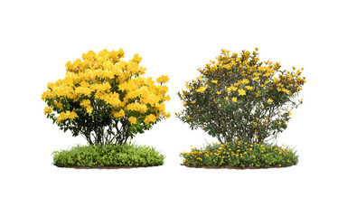 Vector illustration of Rhododendron luteum shrub, Spartium junceum shrub frontal isolated, yellow azalea, Spanish broom, ornamental plants, garden shrubs, botanical illustration.