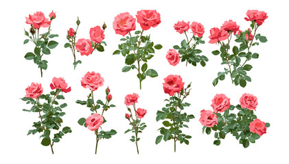 Rosa rugosa Japanese rose beach rose Ramanas rose letchberry isolated tree cutout vector illustration, natural shrub, coastal plant, garden flower, aromatic shrub, horticulture.