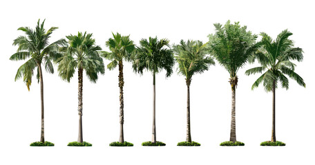 Royal palm tree Roystonea regia, Cuban royal palm, Florida royal palm isolated cutout, tropical tree vector illustration, exotic plants, landscaping ideas, garden tree, nature background. © aura studio