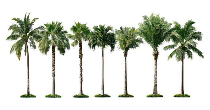 Royal palm tree Roystonea regia, Cuban royal palm, Florida royal palm isolated cutout, tropical tree vector illustration, exotic plants, landscaping ideas, garden tree, nature background.