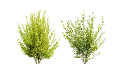 Salix babylonica and Salix caroliniana isolated tree png in bright daylight, vector illustration, willow trees, riverside plants, temperate forest vegetation, landscape design elements.