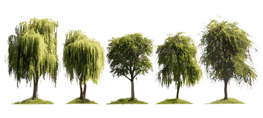 Isolated Salix babylonica weeping willow tree frontal set cutout, vector illustration, urban trees, environmental design, green spaces, nature elements, botanical illustration. © aura studio