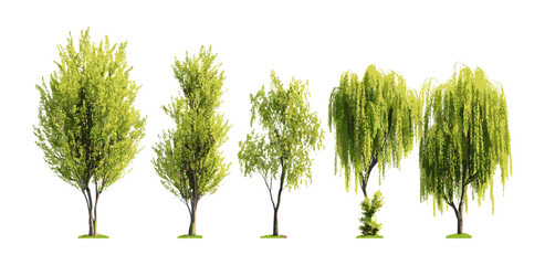 Isolated Salix caroliniana coastal plain willow tree cutout in sunlight, vector illustration, habitat restoration plants, native wetland species, landscape greenery, natural ecology.