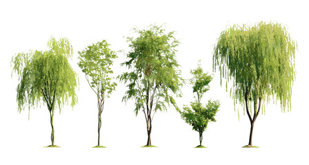 Salix caroliniana coastal willow tree isolated cutout, vector illustration, wetland trees, marshland flora, temperate zone vegetation, green foliage, environmental plant species.