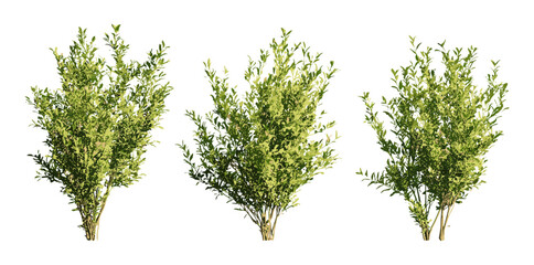 Salix caroliniana coastal plain willow tree isolated cutout in sunny daylight, vector illustration, swamp plants, wetland vegetation, native flora, riverbank greenery, foliage.