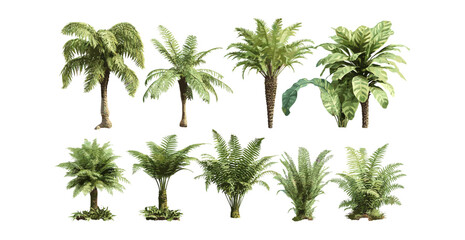 Cyathea lepifera brush pot tree isolated cutout, Sphaeropteris lepifera tree vector illustration, tropical plant, lush green foliage, rainforest vegetation, nature element.