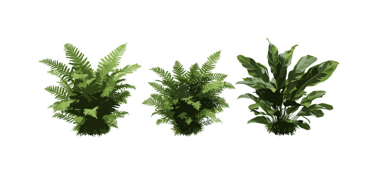 Sphaeropteris lepifera tree isolated cutout, Cyathea lepifera brush pot tree vector illustration, tropical foliage, exotic tree, fern plant species, jungle greenery, botanical art.