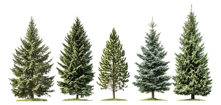 Vector illustration of evergreen spruce and fir trees, Picea Abies and Pungens Colorado blue, medium small isolated tree, Pinaceae needled, woodland landscape, garden design elements.