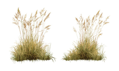 Obraz premium Panicum virgatum switchgrass cutout vector illustration, native grass, sustainable landscaping, prairie restoration, biofuel crops, wild grass flora.