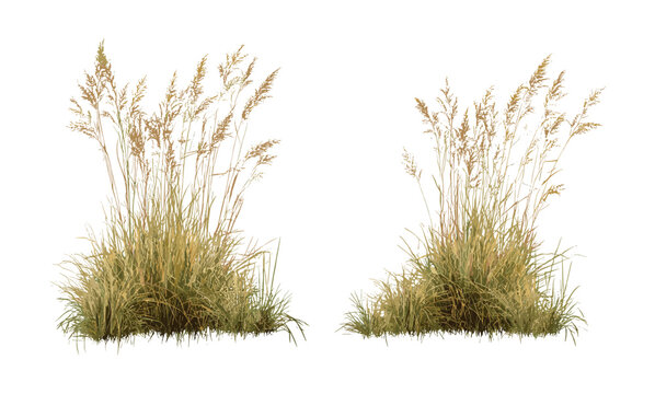 Panicum virgatum switchgrass cutout vector illustration, native grass, sustainable landscaping, prairie restoration, biofuel crops, wild grass flora.