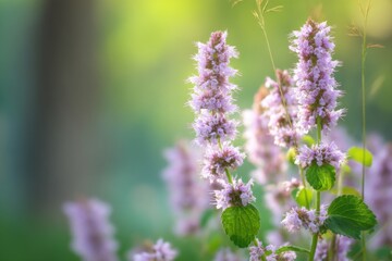 Obraz premium Close-up of Agastache flowers blooming in a garden, soft focus, natural light, summer season, outdoor setting, vibrant colors