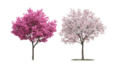 Fototapeta premium Cercis siliquastrum, Tamarix gallica, flowering street trees, urban greenery set, isolated tree png, spring bloom collection, nature elements, vector illustration.