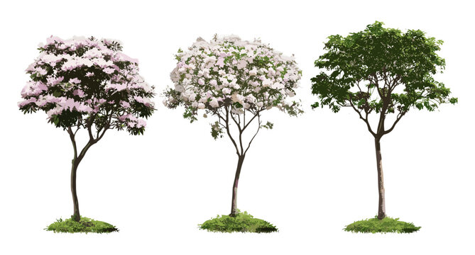 Tabebuia roseoalba isolated tree, Alapacho blanco, White Trumpet Tree, front view, vector illustration, transparent background, deciduous foliage, ornamental tree, garden design.