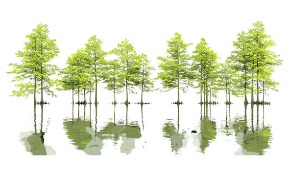 Taxodium ascendens pond cypress isolated tree cutout, vector illustration, wetland conifer, swamp forest plant, native US tree species, flood-tolerant vegetation, natural flora.