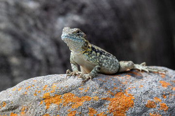 Australian Tawny Crevice Dragon basking on rock