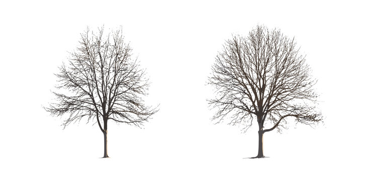 Winter street trees set with Ulmus davidiana, Cedrus deodara, Alnus cremastogyne, sunny daylight isolated tree cutout, urban forestry, city landscaping, vector illustration.