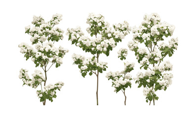 Frontal Viburnum tinus laurustinus shrub cutout, laurustine blooming plant, garden landscaping, evergreen hedge, Mediterranean flora, ornamental tree vector illustration.