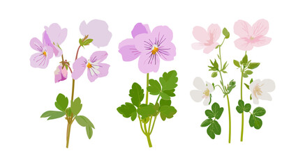 Viola philippica and Geranium robertianum flowering isolated png, botanical garden plants, wildflower meadow, floral nature vector illustration, spring blossom, herbal leaves.