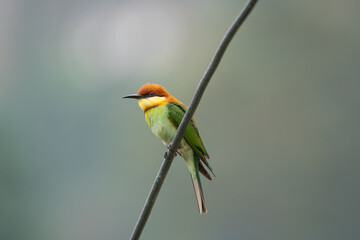 Chesnut-headed Bee-eater (Merops leschenaulti) perching, close-up shots, soft depth-of-field backgrounds