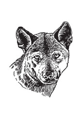 Graphical portrait of coyote on white background, forest animal