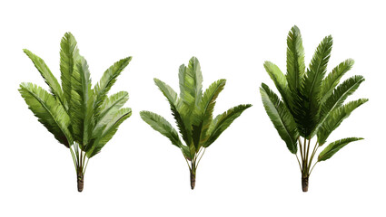 Cardboard sago Zamia furfuracea, Mexican cycad plant isolated, vector illustration, tropical foliage, exotic garden plant, indoor ornamental tree, landscaping greenery.