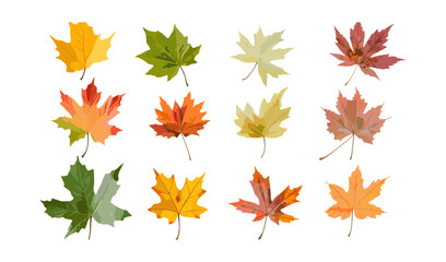 Obraz premium Acer monspessulanum summer and autumn set, Montpellier maple large and medium, isolated vector illustration, tree foliage collection, cutout, seasonal leaves clipart, png.