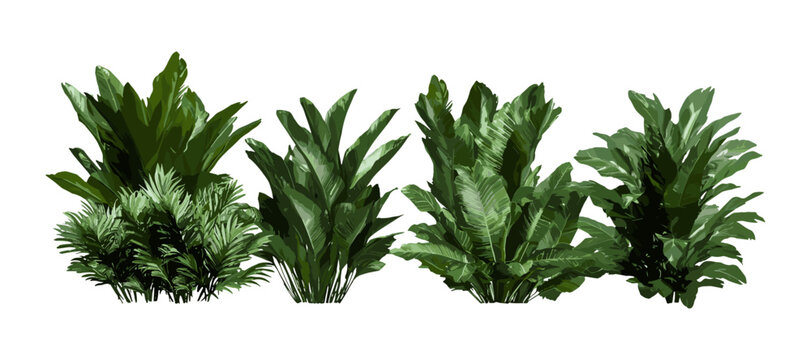 Zamia furfuracea cardboard plant, Jamaican sago, Mexican cycad, frontal cutout tree, vector illustration, tropical houseplant, exotic foliage, garden landscaping design.