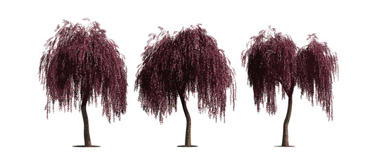 Weeping Peppermint Willow, Agonis flexuosa burgundy, Burgundy Willow Myrtle, isolated tree PNG, natural foliage, botanical plant, native Australian tree, vector illustration. © aura studio