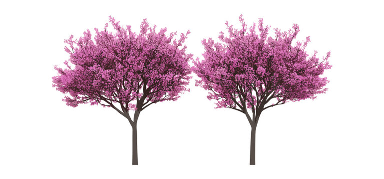 Flowering Cercis chinensis street tree isolated cutout medium and small, springtime ornamental plant, garden landscaping, botanical vector illustration, urban nature.