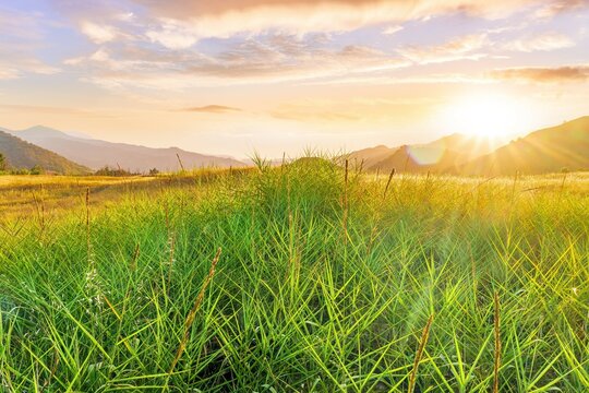 rustic beautiful lendscape of sunset field with green reeds and golden grass and amazing mountain valley with bright cloudy evening sky on background